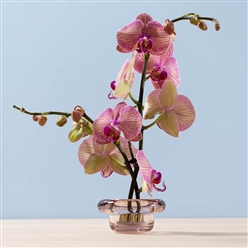 Bilde av SIRKEL telysholder rosa